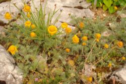 2013-08-18_Regina-F-Rau_Schachen_Blumen  (117).JPG
